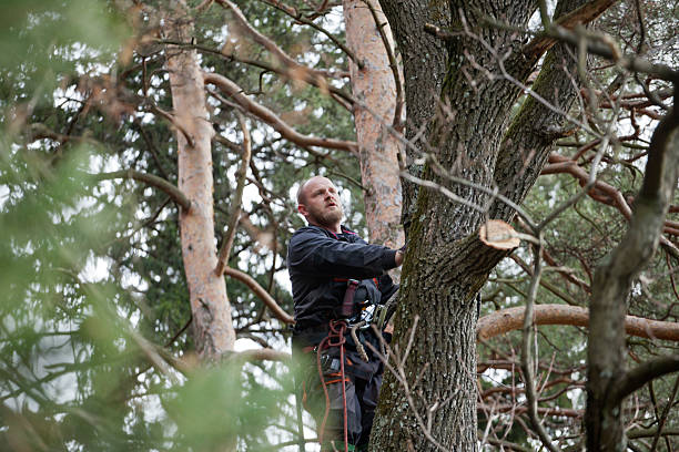 Best Tree Removal Service  in Kentfield, CA